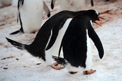 07C Two Gentoo Penguins Perform Mating Ritual On The Ridge Above Neko Harbour On Quark Expeditions Antarctica Cruise.jpg
